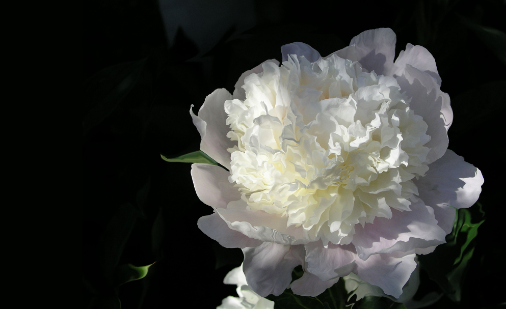 صورة وردة بيضاء