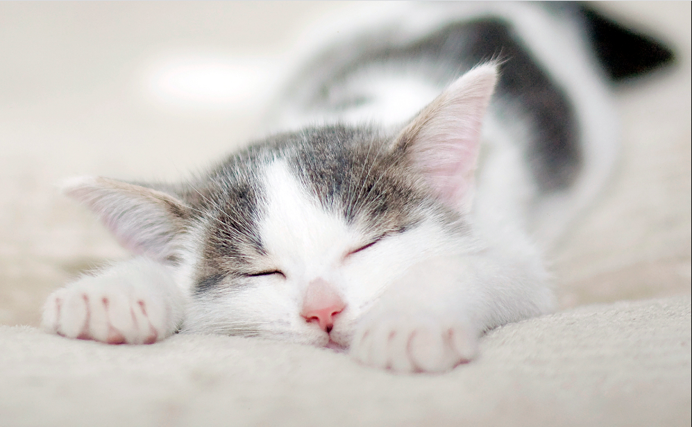 صورة قطة رمادي نائمة