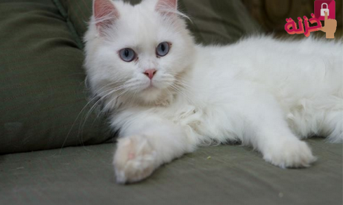 قطط بيضاء
