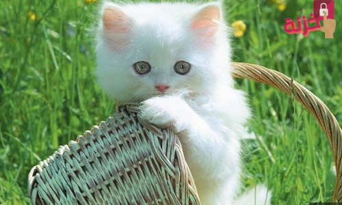 قط أبيض