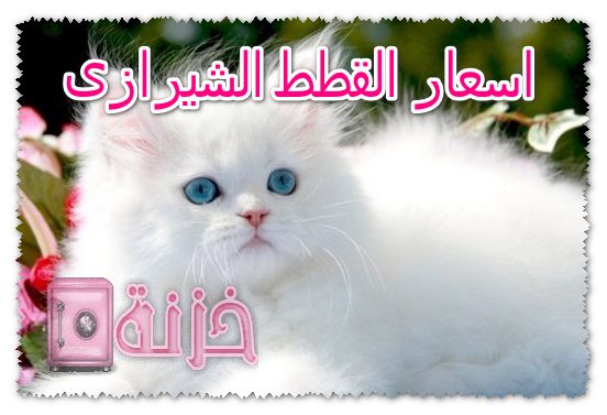 اسعار القطط الشيرازى في مصر