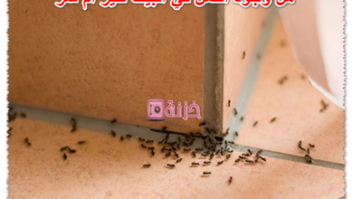 هل وجود النمل في البيت خير أم شر